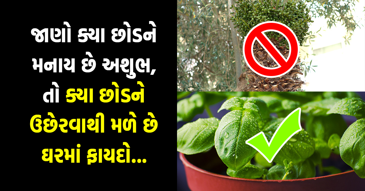 ઘરમાં ભૂલથી પણ ન લગાવવા જોઈએ આ 3 છોડ, માનવામાં આવે છે અશુભ